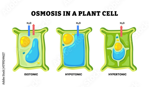 Osmosis in a plant cell diagram. Labeled isotonic, hypotonic, hypertonic solution. Showing Turgid cell pressure, cytoplasm shrink from cell wall. Water concentration. Flat vector illustration