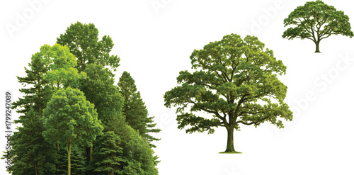 described features three green trees set against a plain white background, creating a clean and striking visual.