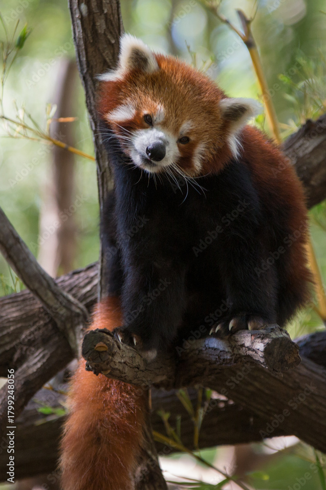 Naklejka premium Curious Red Panda in a tree at Alma Park Zoo