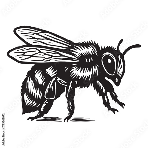 Monochrome sketch of a fuzzy honeybee in a classic woodblock print style. This solitary insect drawing represents nature, pollination, and the delicate balance of the ecosystem