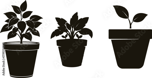 The image depicts three silhouetted plants in pots, each showcasing distinct characteristics that highlight their individuality.