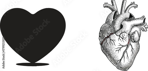 Juxtaposition of a stylized black heart symbol and a detailed anatomical illustration of a human heart