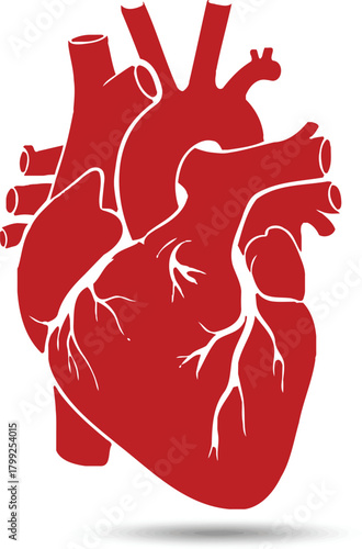 Stylized red human heart anatomy with arteries and veins isolated on white background