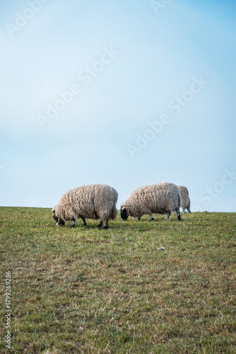 Flock of sheep grazing in green pasture