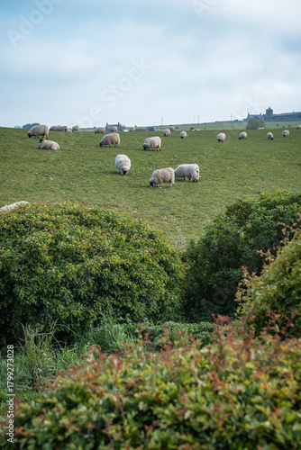 Flock of sheep grazing in green pasture