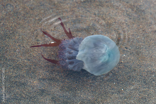 浅瀬を漂うクラゲ（北海道撮影）