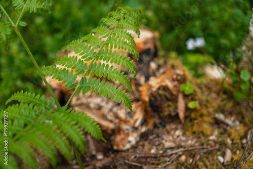Green fern leaf in forest