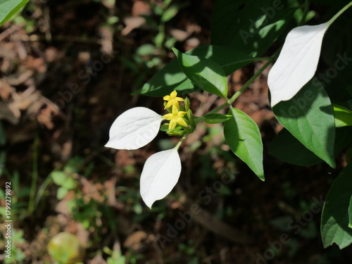 small spider on a leaf