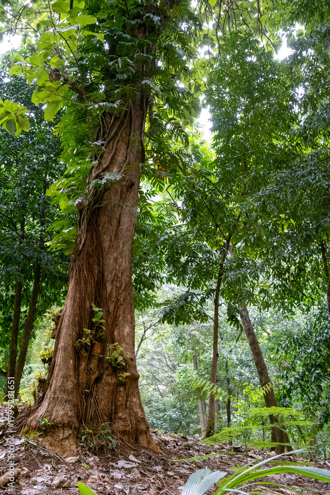 Fototapeta premium Old tree with prominent roots and lush green foliage in a natural forest environment. 