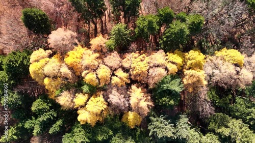 Aerial view of deciduous treetops in late autumn season. Drone top down landscape of colorful forest