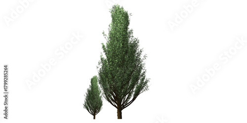 Fototapeta Naklejka Na Ścianę i Meble -  trees isolated on a transparent background
