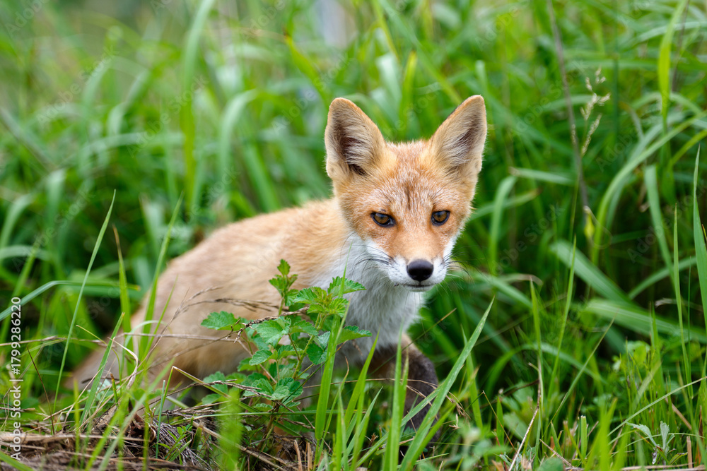 Obraz premium 北海道の草むらに現れたキタキツネ(Vulpes vulpes schrencki) ― 野生動物の生態と自然環境の記録写真