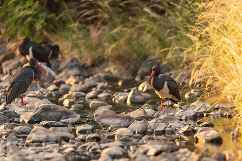 Black stork or Ciconia nigra bird protrait in winter morning light in migration season safari at ranthambore national park forest tiger reserve rajasthan india