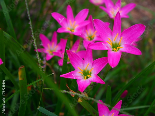 pink flowers in the garden