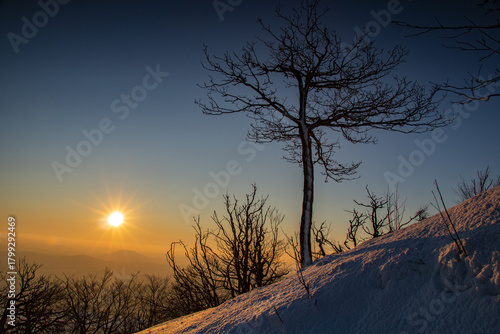 Winter sunrise on a snowy hill with a lonely tree