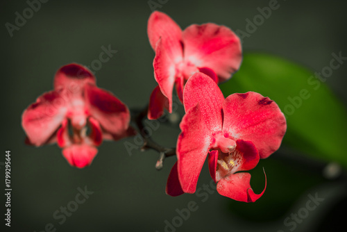 Close-up of beautiful and romantic orchid flowers