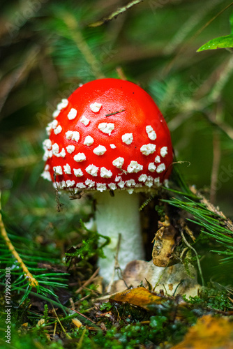 poisonous but still beautiful mushroom