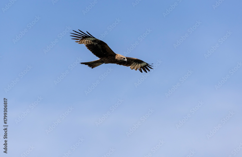 Fototapeta premium a large kite bird with brown plumage in flight