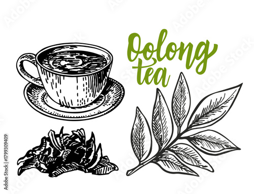 Oolong tea hand drawing. Branch, oolong leaves and teacup filled with traditional natural drink. Plant twig made into hot beverage. Tasty delicious hot drink. Isolated sketch