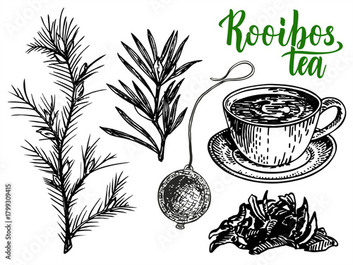 Rooibos tea hand drawing. Floral branch, rooibos leaves and teacup filled with traditional natural drink. Plant twig made into hot beverage. Sketch