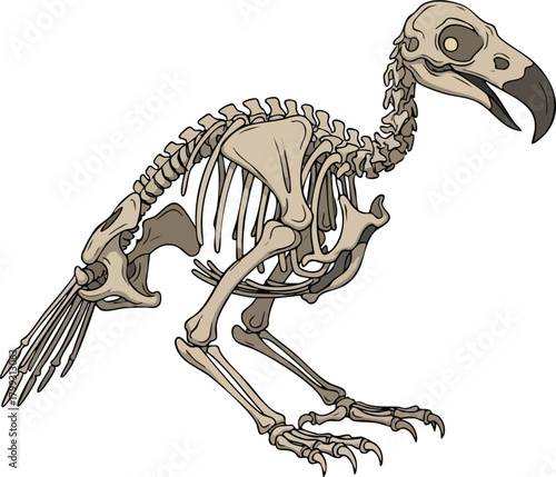 Dodo Bird Skeleton Illustration Extinct Species Anatomy