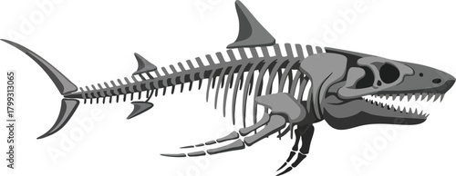 Shark Skeleton Illustration Anatomy and Marine Life Depiction