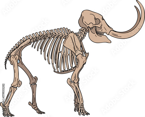 Mammoth Skeleton Anatomy Prehistoric Paleontology Illustration