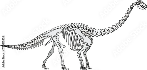 Illustration of a Diplodocus Dinosaur Skeleton