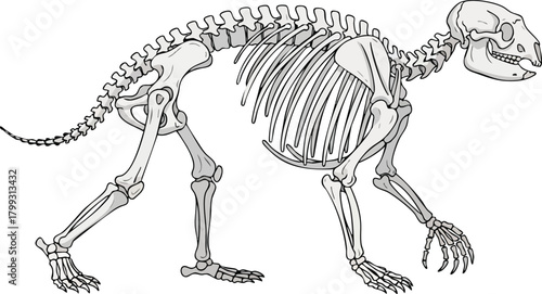 Detailed Illustration of a Walking Skeleton