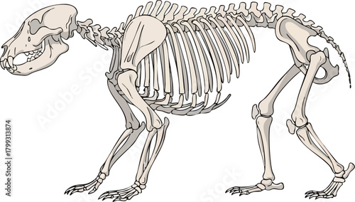 Skeletal Remains Animal Skeleton Anatomy Illustration