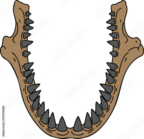 Cartoon Jawbone with Sharp Teeth Anatomy of a Predator