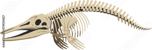 Ancient Aquatic Predator Ichthyosaur Skeleton Illustration