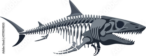 Shark Skeleton Anatomy An Intricate Aquatic Structure Illustration