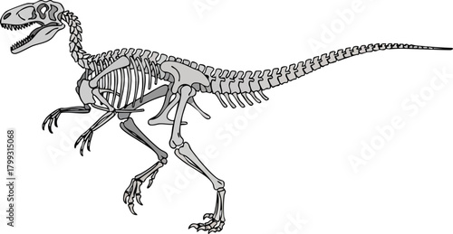 Detailed depiction of a Compsognathus dinosaur skeleton on a white backdrop