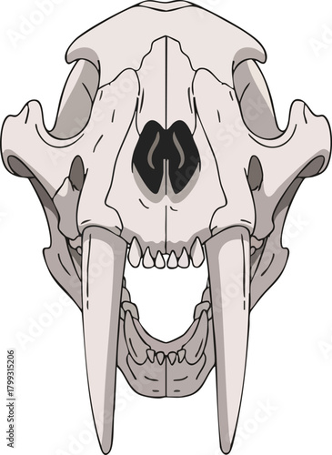 Saber-Toothed Cat Skull Illustration with Prominent Fangs