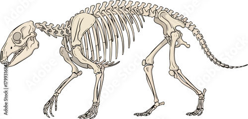 Quokka Skeleton Anatomical Illustration for Scientific Study