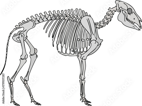 Ancient Animal Skeleton Illustration Archaeological Find