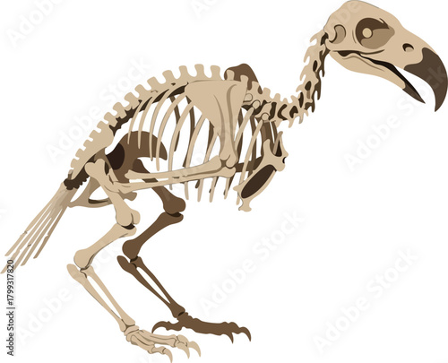 Dodo Bird Skeleton Anatomy Extinct Animal Skeletal Structure