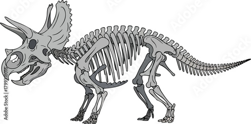 Triceratops Skeleton Illustration Prehistoric Fossil Anatomy