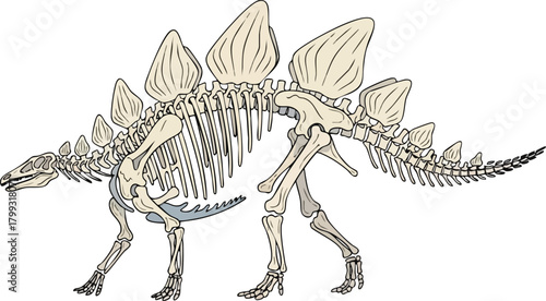Stegosaurus Skeleton Illustration Prehistoric Anatomy