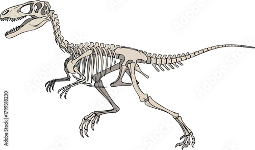 Dinosaur Skeleton Illustration of a Velociraptor