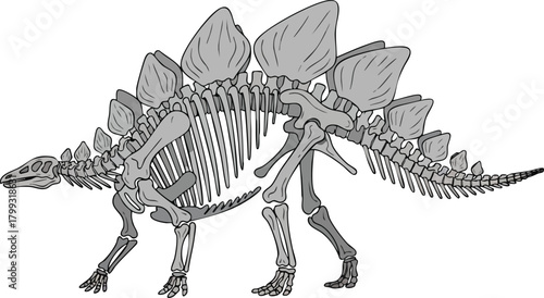 Stegosaurus Skeleton Illustration Unearthing the Past with Paleontology