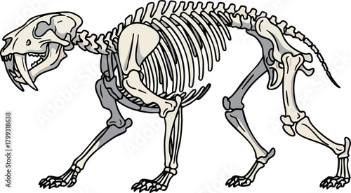Saber-toothed Cat Skeleton Illustration Prehistoric Anatomy