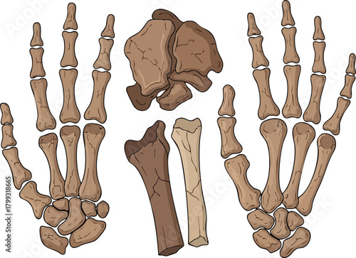 Human Hands and Fossilized Bones Illustration