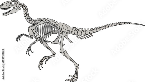 Skeleton of Velociraptor Depiction of Extinct Cretaceous Theropod Dinosaur