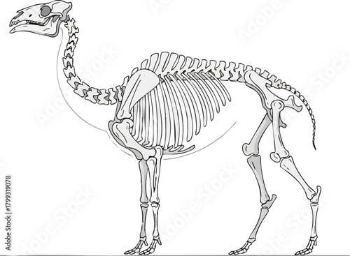 Skeletal Anatomy of a Prehistoric Camel A Scientific Illustration