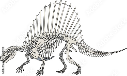 Dimetrodon Skeleton A Prehistoric Reptilian Fossil Illustration