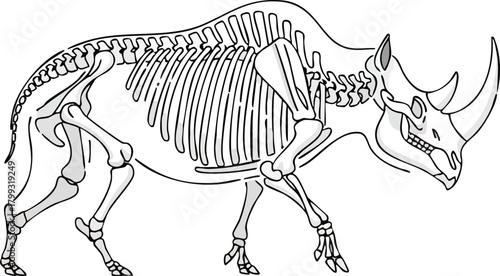 Rhinoceros Skeleton Illustration Anatomical Wildlife Study