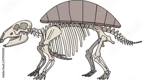 Glyptodon Skeleton Illustration Prehistoric Armored Giant