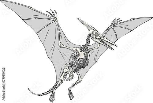 Pterodactyl Skeleton Illustration Prehistoric Anatomy in Flight